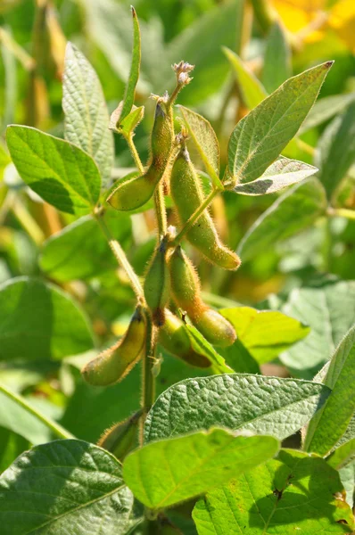 Soya (Glycine max) — Stok fotoğraf