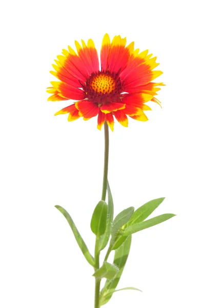 Blanket flower — Stock Photo, Image