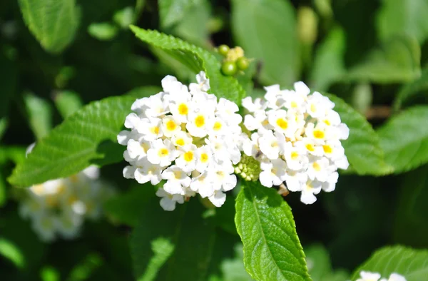 Vit salvia (Lantana camara) — Stockfoto