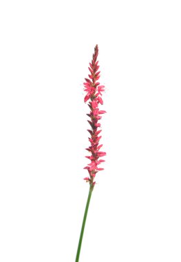 Kırmızı bistort (Bistorta amplexicaulis)