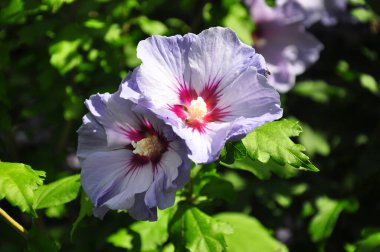 Althea (Hibiscus syriacus) çiçekler