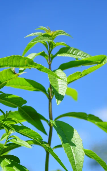 Sweetleaf (Stevia rebaudiana) — Stock Photo, Image