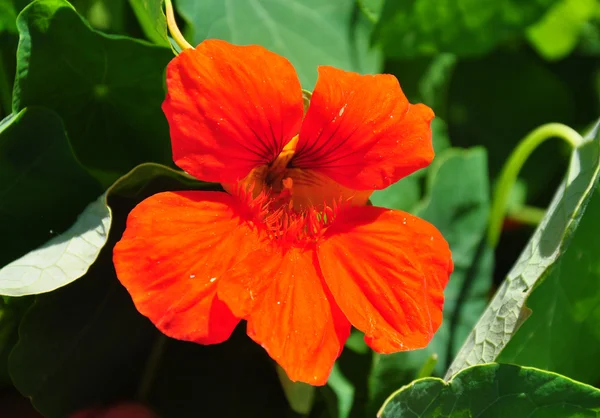 Garden nasturtium (Tropaeolum majus) — Stock Photo, Image