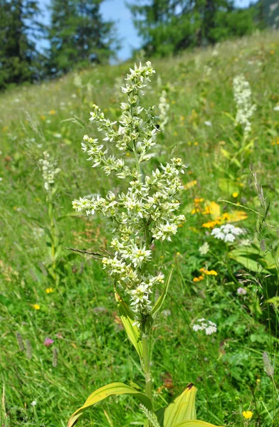 Buławnik wielkokwiatowy fałszywe (Veratrum album) — Zdjęcie stockowe