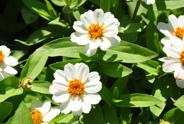 Narrowleaf zinnia (Zinnia iğde) — Stok fotoğraf