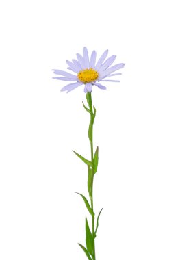 Kalimeris (Kalimeris incisa) beyaz üzerine