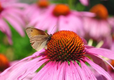 Echinacea çiçeği üzerinde çayır kahverengisi (Maniola jurtina)