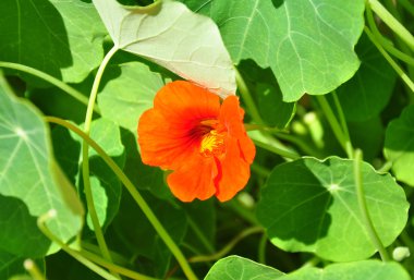 Bahçe nasturtium (Tropaeolum majus)