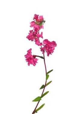 Zarif clarkia (Clarkia unguiculata)