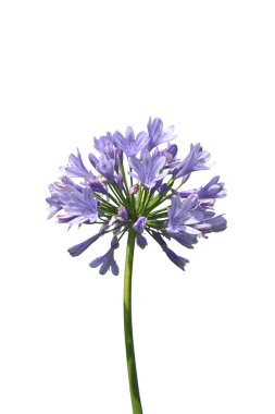 Afrika lily (Agapanthus africanus)