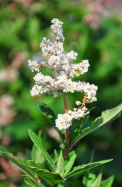 Smartweed (Aconogonon speciosum)