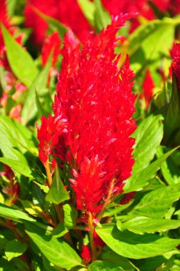 Tüylü cockscomb (Celosia argentea)