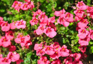Twinspur (Diascia)