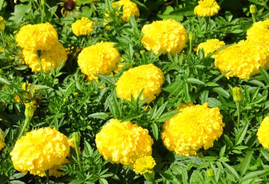 Meksika kadife çiçeği (Tagetes erecta)