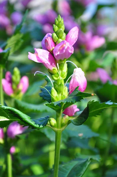 Červený turtlehead (Chelone obliqua) — Stock fotografie