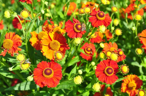 Helenium çiçekler — Stok fotoğraf