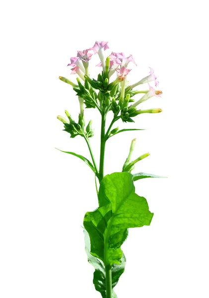 Kvetoucí tabák (Nicotiana sylvestris) — Stock fotografie