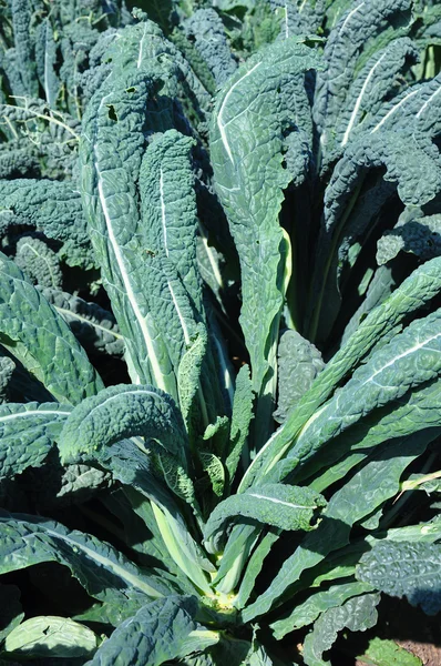 Lacinato kale — Stock Photo, Image