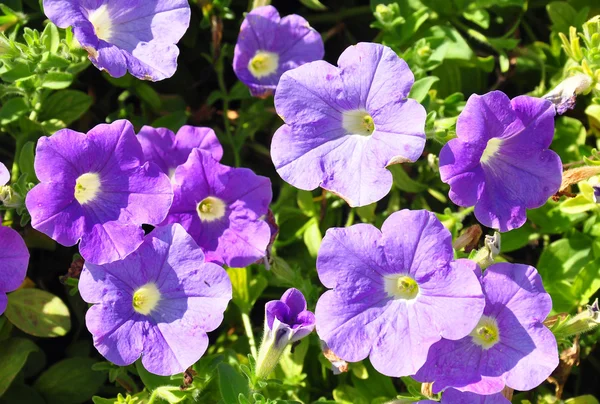 Petunia flowers — Stock Photo, Image