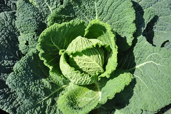 Savoy cabbage — Stock Photo, Image