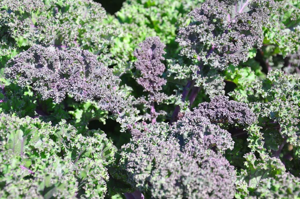 Ornamental cabbage — Stock Photo, Image