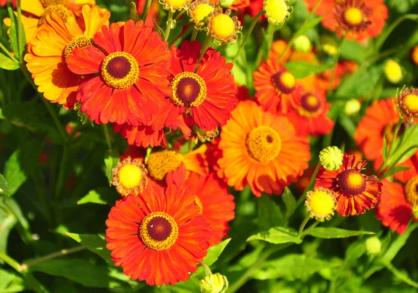 Helenium flowers (Helenium) — Stock Photo, Image