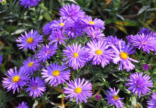 Autunno aster (Aster ) — Foto Stock