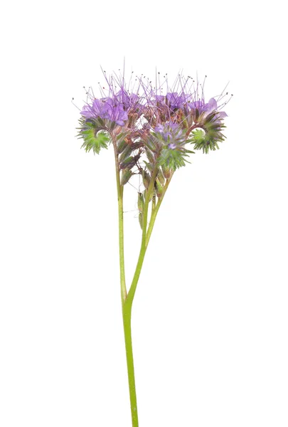 Řepka ozimá (Phacelia tanacetifolia) — Stock fotografie