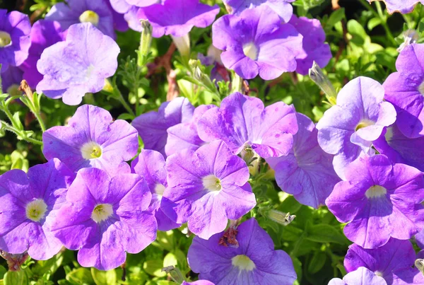 Purple petunia flowers — Stock Photo, Image