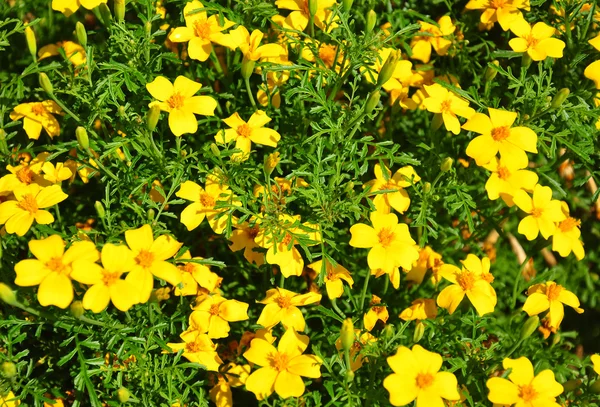 Golden marigold (Tagetes tenuifolia) — Stock Photo, Image