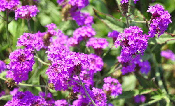 Slanke ijzerkruid (Verbena rigida) — Stockfoto