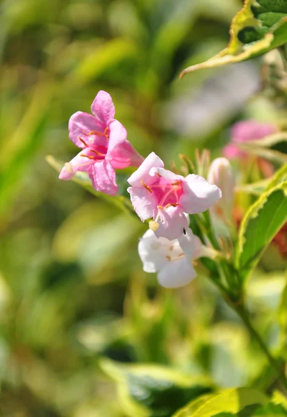 Weigela (Weigela Флориди ) — стокове фото