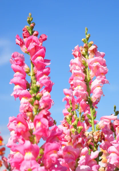 Snapdragon (Ротики majus ) — стокове фото