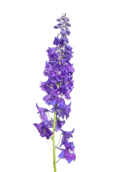 Delphinium flower on white — Stock Photo, Image