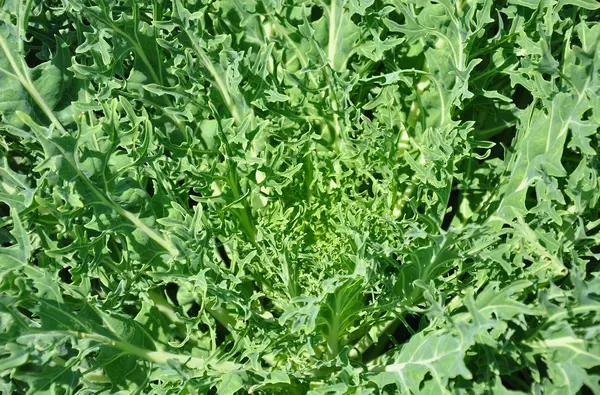 Ornamental cabbage in garden — Stock Photo, Image