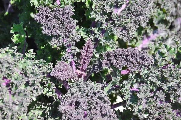 Ornamental cabbage in garden — Stock Photo, Image