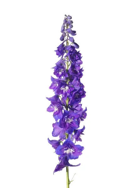 Delphinium fiore su bianco — Foto Stock