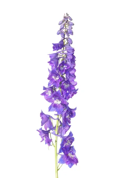 Delphinium flower on white — Stock Photo, Image