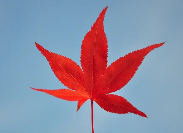 Rood esdoornblad — Stockfoto