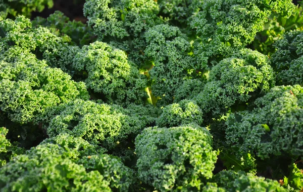 Groene boerenkool plant — Stockfoto