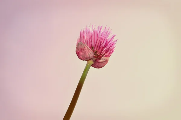 Fleur de citrouille violet — Photo