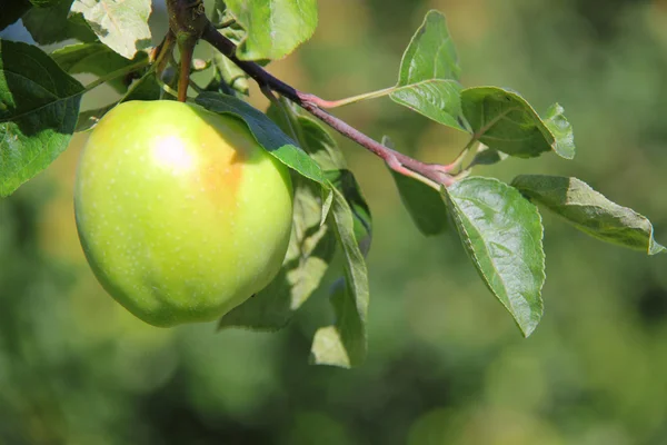 Green apple — Stock Photo, Image