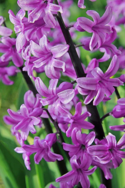 Los jacintos rosados (hyacinthus) es uno de la primera primavera hermosa — Foto de Stock
