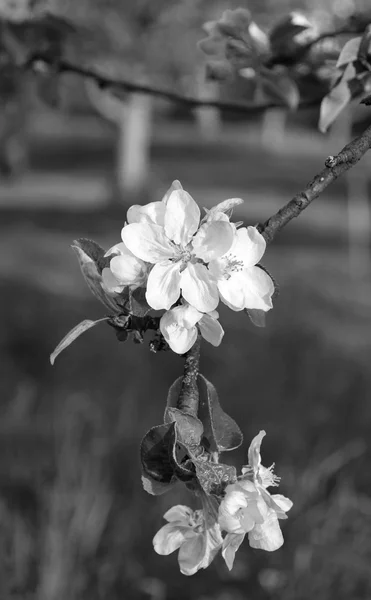 La pomme fleurit au printemps. En noir et blanc — Photo