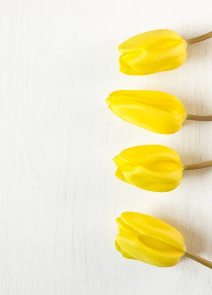 Gele tulpen op witte houten achtergrond als achtergrond voor de lente — Stockfoto