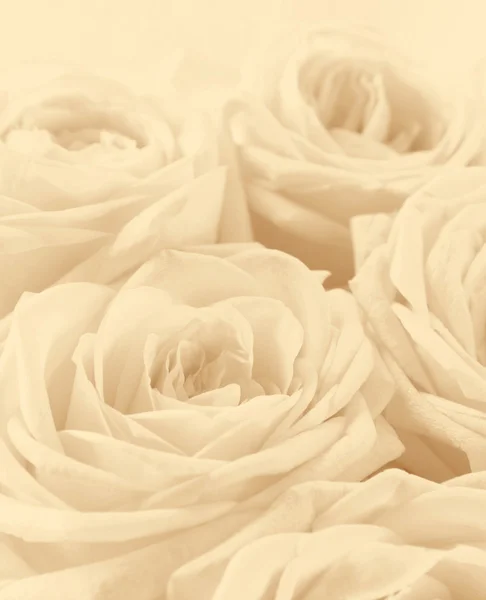 Hermosas rosas blancas tonificadas en sepia como fondo de boda. Sof. — Foto de Stock