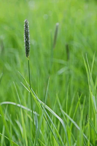 Fresh green spring grass closeup as abstract nature background — Stock Photo, Image