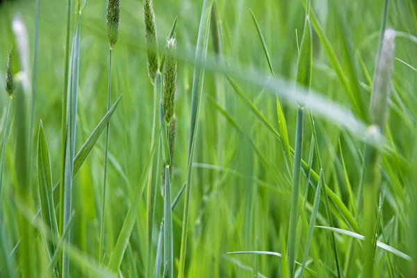Fresh green spring grass closeup as abstract nature background — Stock Photo, Image