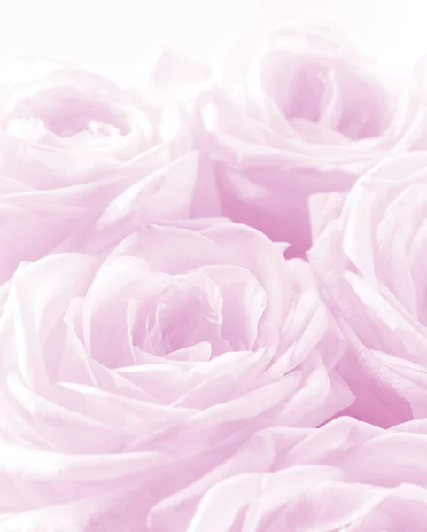 Hermosas rosas rosadas como fondo de boda. Foco suave. Clave alta — Foto de Stock