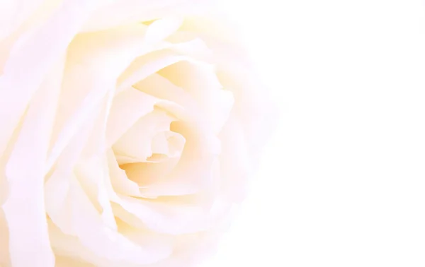 White Rose Close Empty Space Design Can Use Floral Background — 스톡 사진